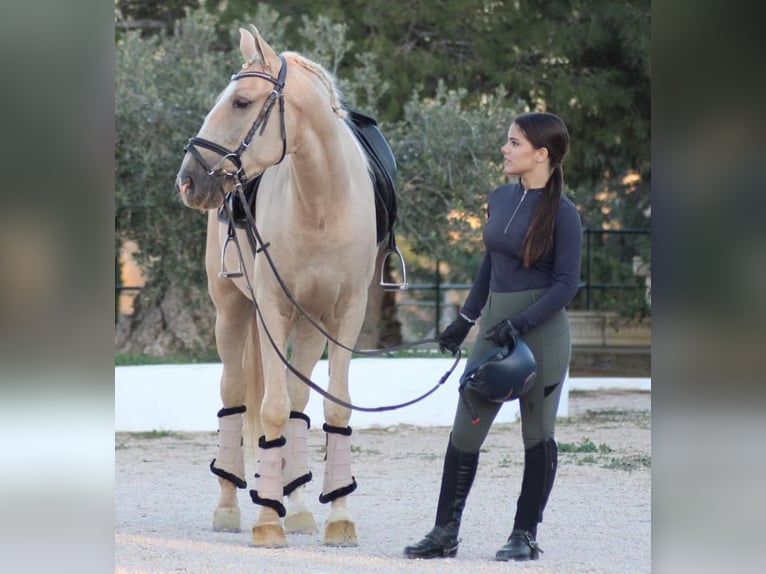 Andalou Hongre 6 Ans 160 cm Palomino in Valencia