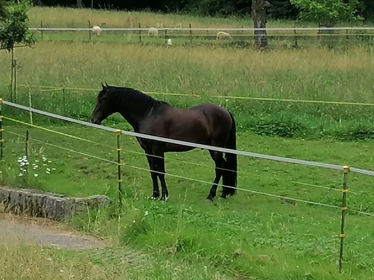 Andalou Croisé Hongre 6 Ans 162 cm Bai brun in Langenbruck