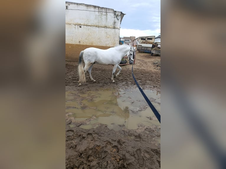 Andalou Hongre 6 Ans 163 cm Gris in Pago Del Humo