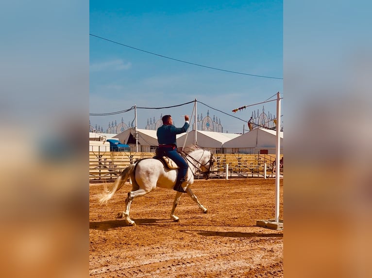 Andalou Hongre 6 Ans 163 cm Gris in Pago Del Humo