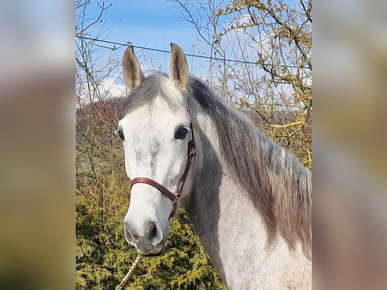 Andalou Hongre 6 Ans 163 cm Gris pommelé in Schimberg