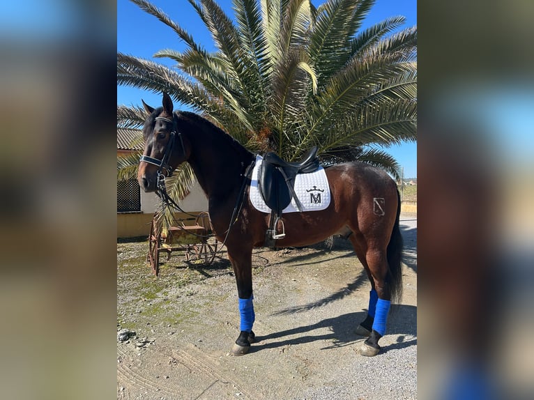 Andalou Hongre 6 Ans 164 cm Buckskin in Valderrubio