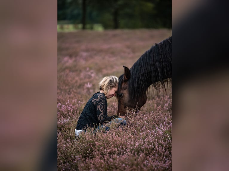 Andalou Hongre 6 Ans 165 cm Bai brun in Hörstel