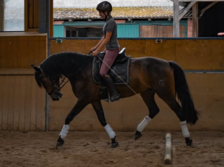 Andalou Hongre 6 Ans 165 cm Bai brun in Hörstel