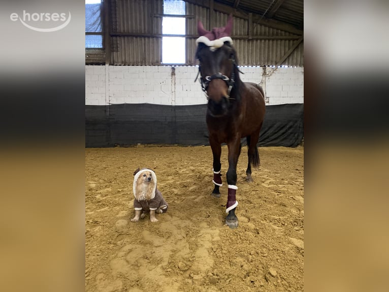 Andalou Croisé Hongre 6 Ans 165 cm Bai brun in Schweina