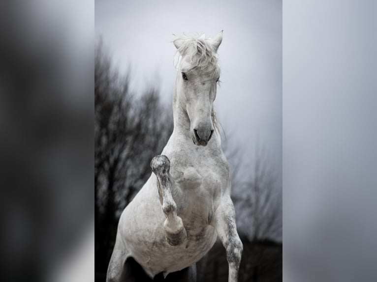 Andalou Hongre 6 Ans 165 cm Blanc in Příbram