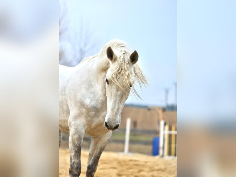 Andalou Hongre 6 Ans 165 cm Blanc in Příbram