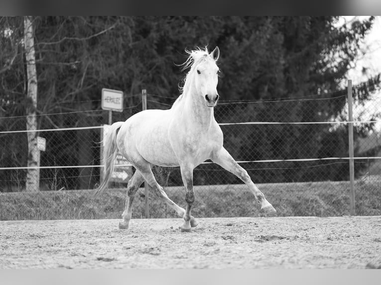 Andalou Hongre 6 Ans 165 cm Blanc in Příbram