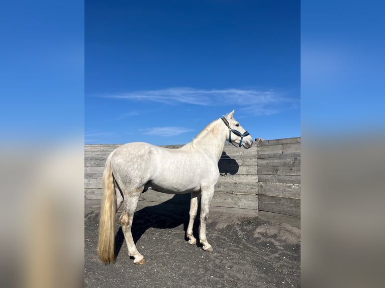 Andalou Hongre 6 Ans 165 cm Blanc in Příbram