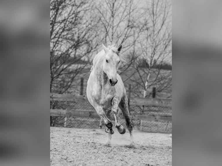 Andalou Hongre 6 Ans 165 cm Blanc in Příbram