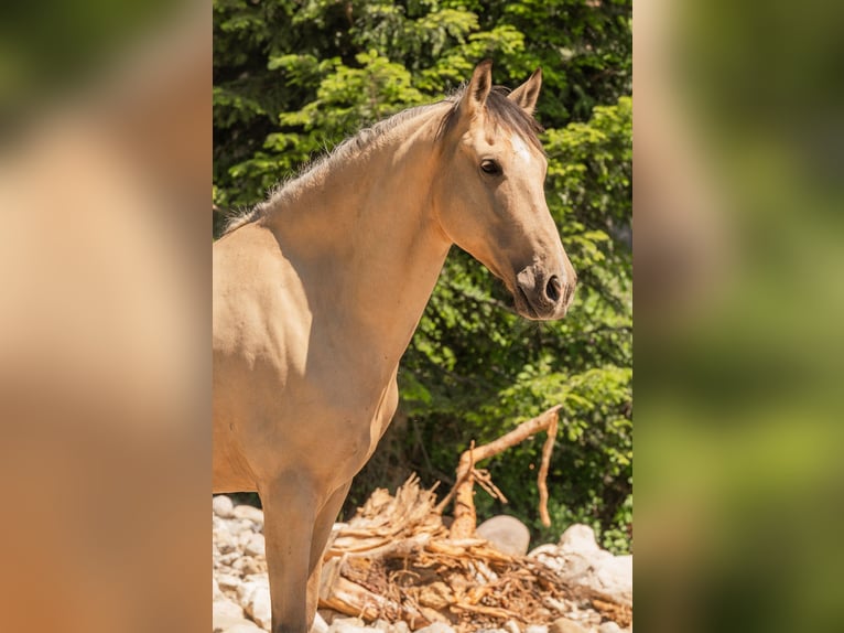 Andalou Hongre 6 Ans 165 cm Buckskin in Grabenstätt
