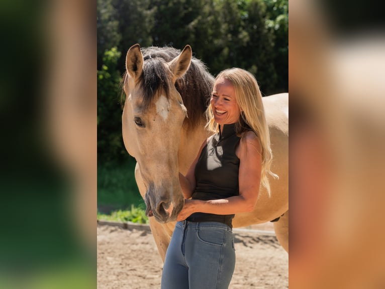 Andalou Hongre 6 Ans 165 cm Buckskin in Grabenstätt