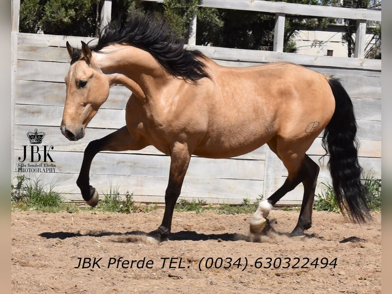 Andalou Hongre 6 Ans 165 cm Isabelle in Tabernas Almeria