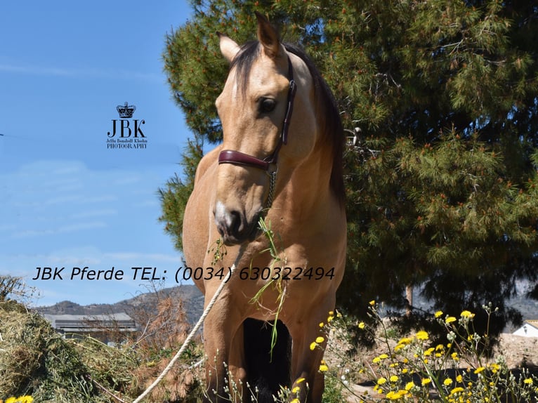 Andalou Hongre 6 Ans 165 cm Isabelle in Tabernas Almeria