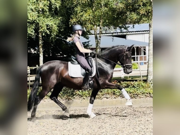 Andalou Hongre 6 Ans 165 cm Noir in Sottrum