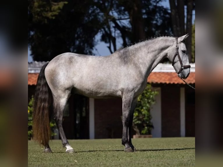Andalou Hongre 6 Ans 167 cm Gris in Ried