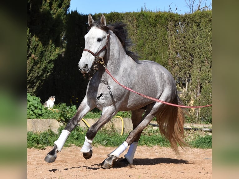 Andalou Hongre 6 Ans 167 cm Gris in Mallorca