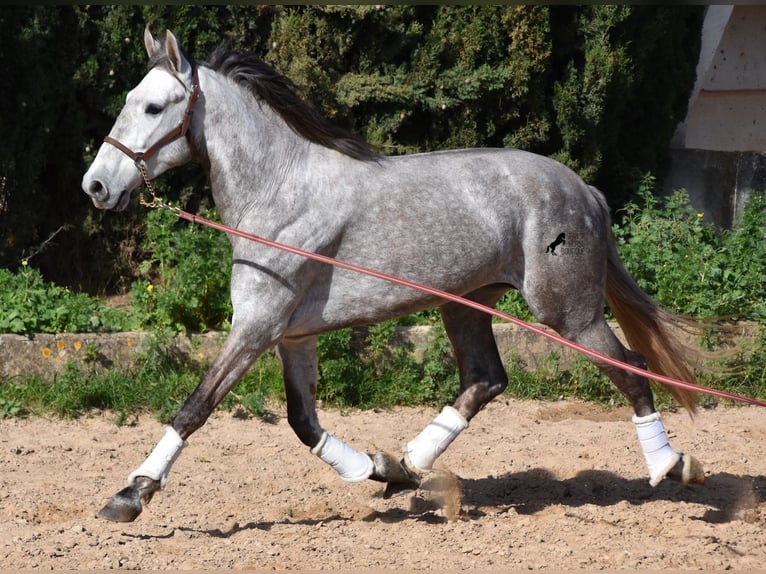 Andalou Hongre 6 Ans 167 cm Gris in Mallorca