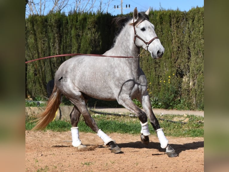 Andalou Hongre 6 Ans 167 cm Gris in Mallorca