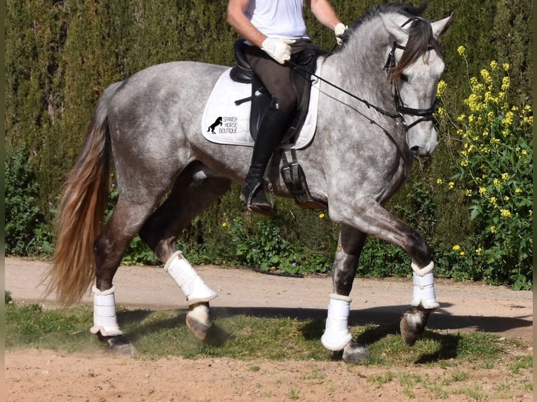 Andalou Hongre 6 Ans 167 cm Gris in Mallorca