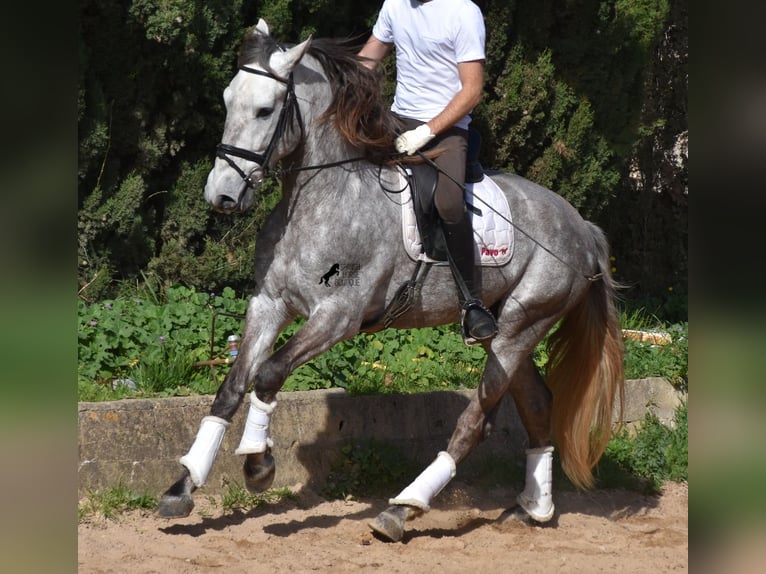 Andalou Hongre 6 Ans 167 cm Gris in Mallorca