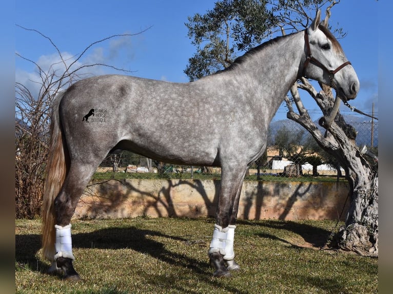 Andalou Hongre 6 Ans 167 cm Gris in Mallorca