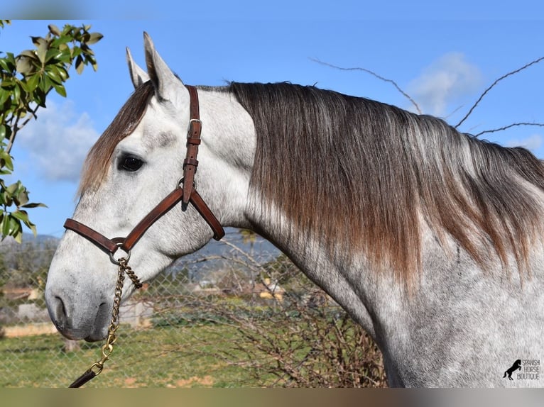 Andalou Hongre 6 Ans 167 cm Gris in Mallorca