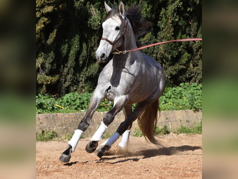 Andalou Hongre 6 Ans 167 cm Gris in Mallorca