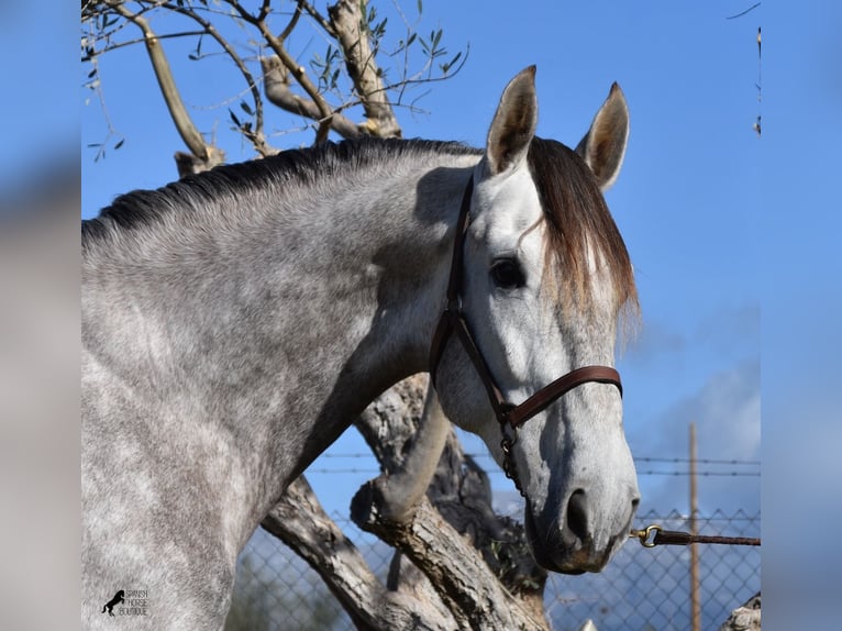 Andalou Hongre 6 Ans 167 cm Gris in Mallorca