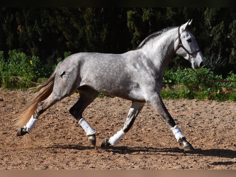 Andalou Hongre 6 Ans 167 cm Gris in Mallorca