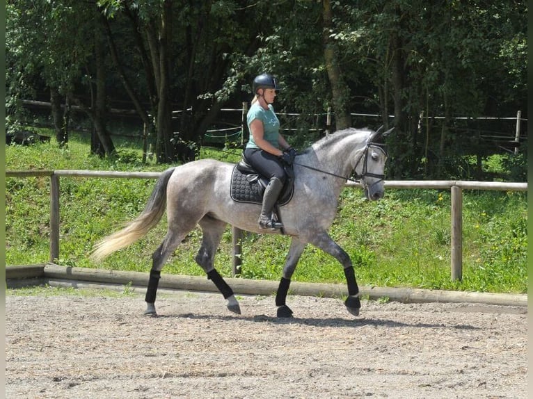 Andalou Hongre 6 Ans 167 cm Gris pommelé in Wellheim