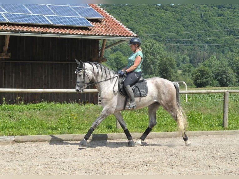 Andalou Hongre 6 Ans 167 cm Gris pommelé in Wellheim