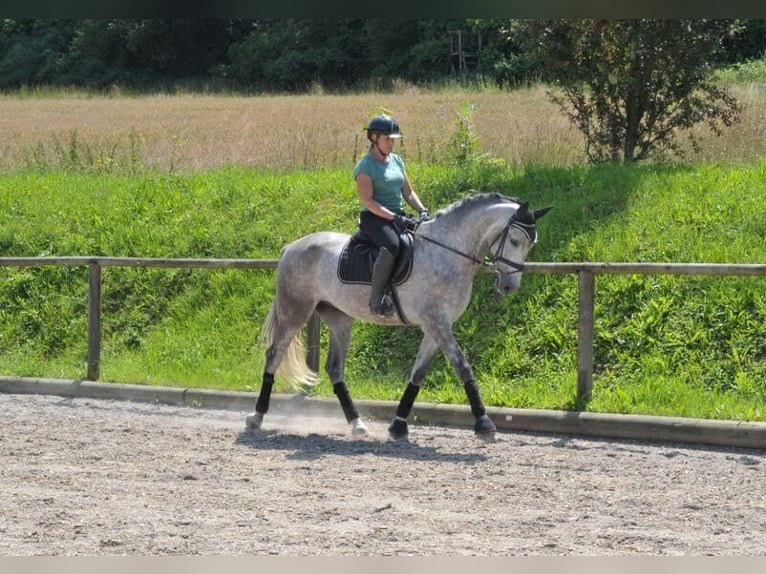 Andalou Hongre 6 Ans 167 cm Gris pommelé in Wellheim