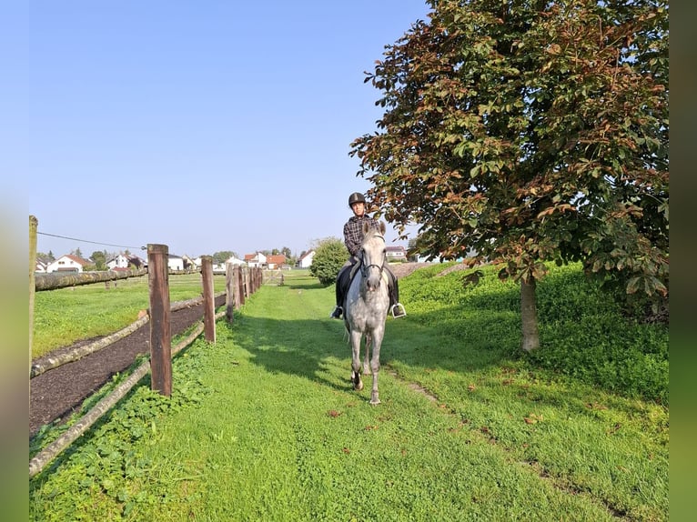 Andalou Croisé Hongre 6 Ans 168 cm Gris pommelé in Karlshuld