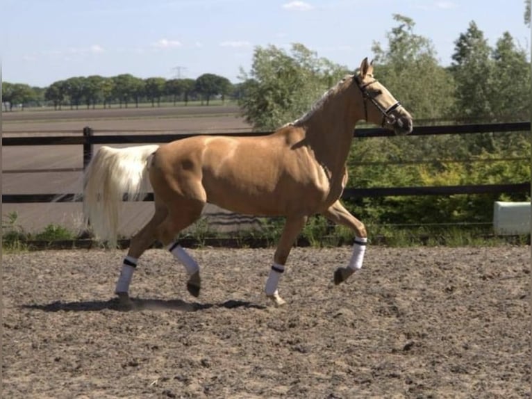 Andalou Hongre 6 Ans 168 cm Palomino in Bad Homburg vor der Höhe