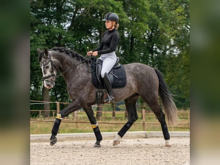 Andalou Hongre 6 Ans 170 cm Gris pommelé in Alterkülz