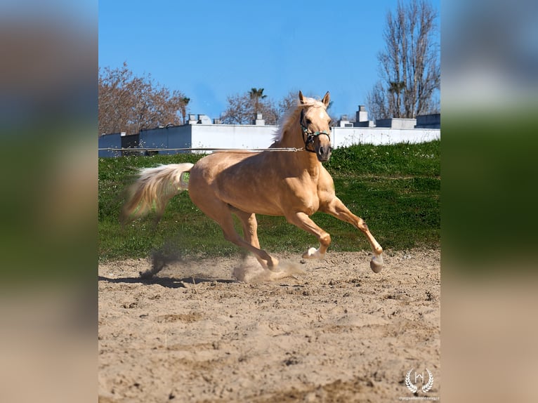 Andalou Croisé Hongre 6 Ans  in Navalperal De Pinares
