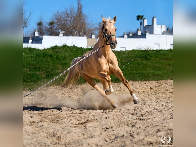 Andalou Croisé Hongre 6 Ans  in Navalperal De Pinares