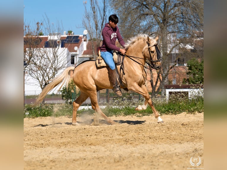 Andalou Croisé Hongre 6 Ans  in Navalperal De Pinares