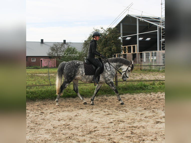 Andalou Croisé Hongre 7 Ans 150 cm Gris pommelé in Putten