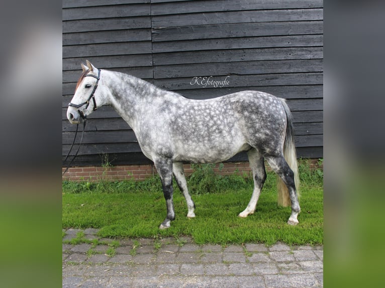 Andalou Croisé Hongre 7 Ans 150 cm Gris pommelé in Putten