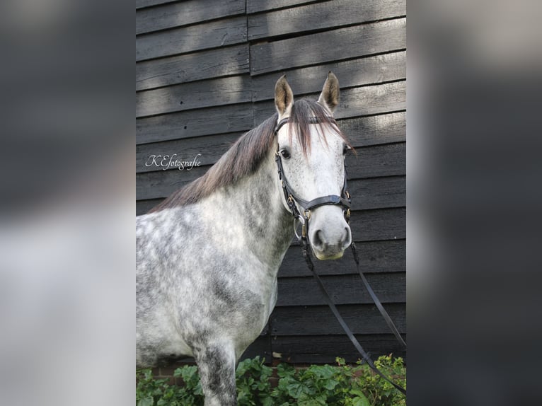 Andalou Croisé Hongre 7 Ans 150 cm Gris pommelé in Putten