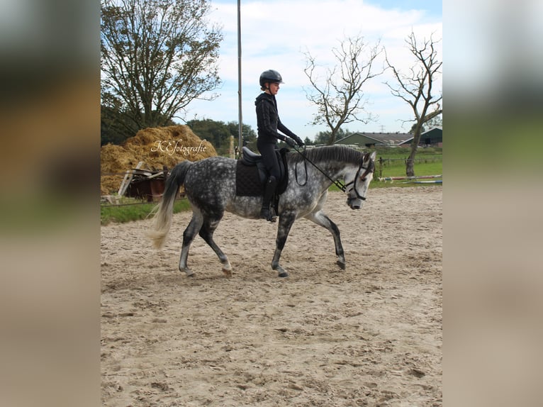 Andalou Croisé Hongre 7 Ans 150 cm Gris pommelé in Putten