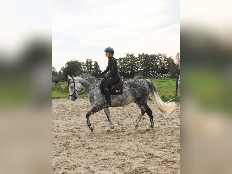 Andalou Croisé Hongre 7 Ans 150 cm Gris pommelé in Putten