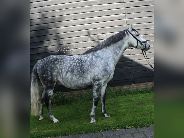 Andalou Croisé Hongre 7 Ans 150 cm Gris pommelé in Putten