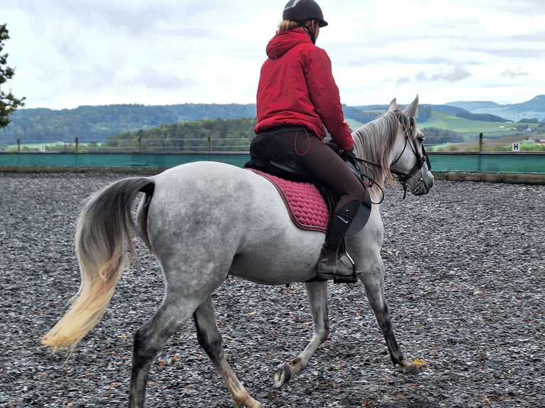 Andalou Hongre 7 Ans 150 cm Gris pommelé in Diegten