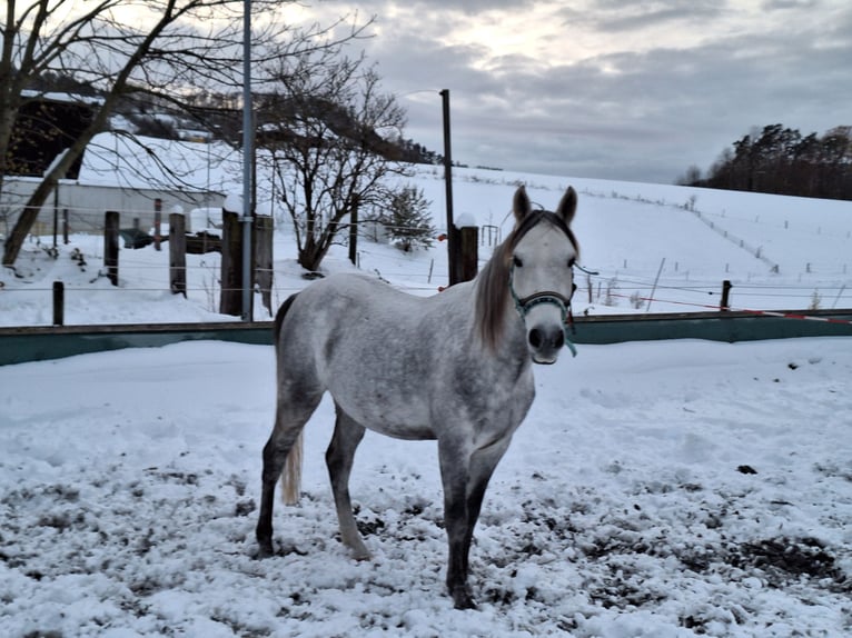 Andalou Hongre 7 Ans 150 cm Gris pommelé in Diegten