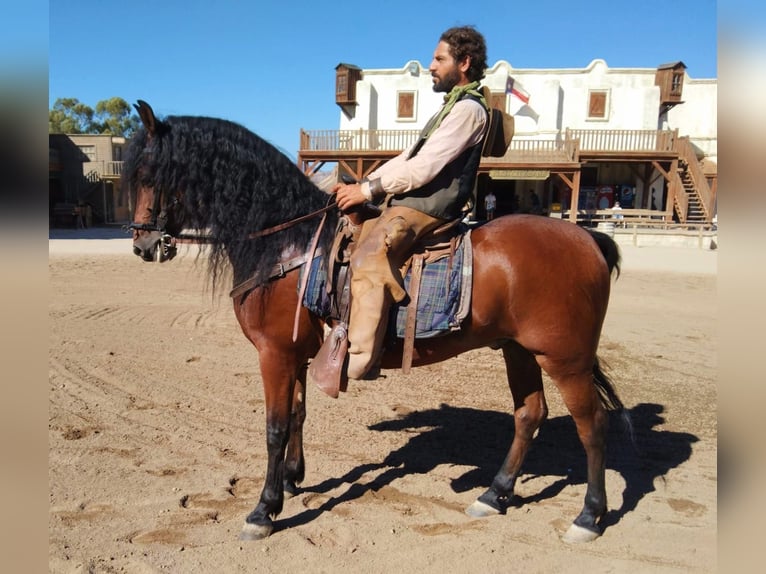 Andalou Hongre 7 Ans 152 cm Bai in Tabernas Almeria