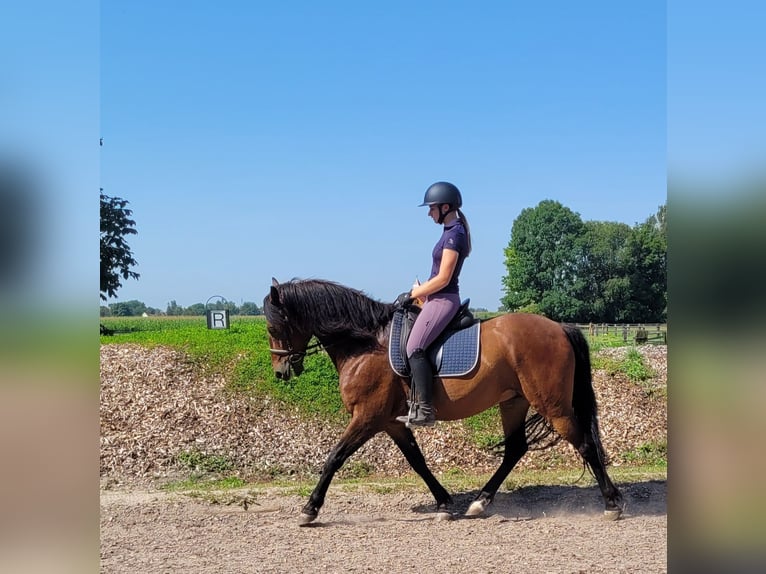 Andalou Croisé Hongre 7 Ans 155 cm Bai in Karlshuld