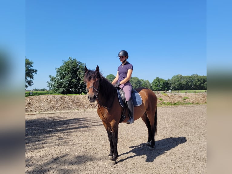 Andalou Croisé Hongre 7 Ans 155 cm Bai in Karlshuld